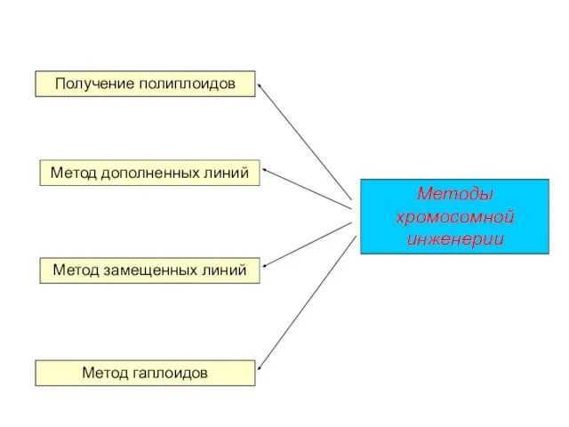 Методы хромосомной инженерии Метод дополненных линий Метод замещенных линий Метод гаплоидов Получение полиплоидов