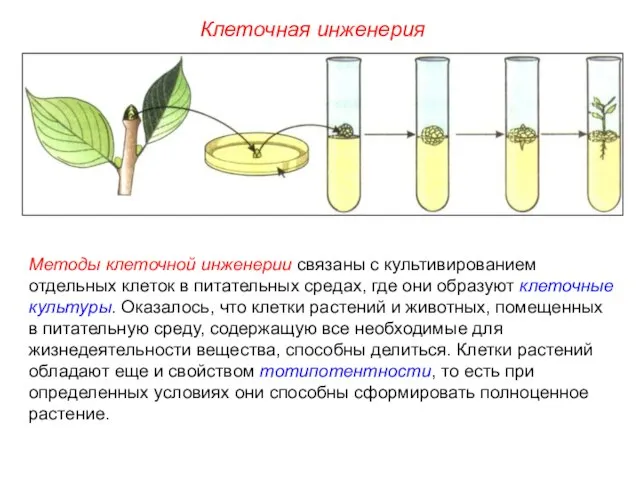 Методы клеточной инженерии связаны с культивированием отдельных клеток в питательных средах, где