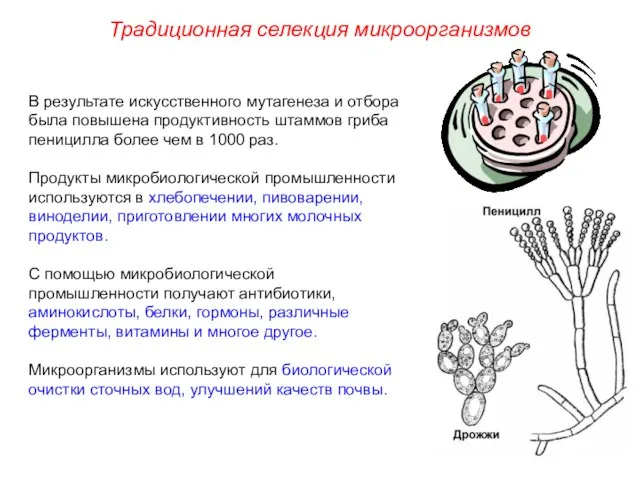 В результате искусственного мутагенеза и отбора была повышена продуктивность штаммов гриба пеницилла