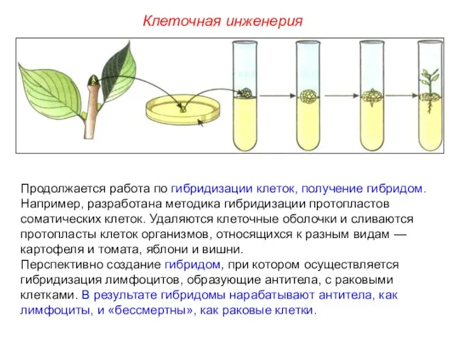 Продолжается работа по гибридизации клеток, получение гибридом. Например, разработана методика гибридизации протопластов