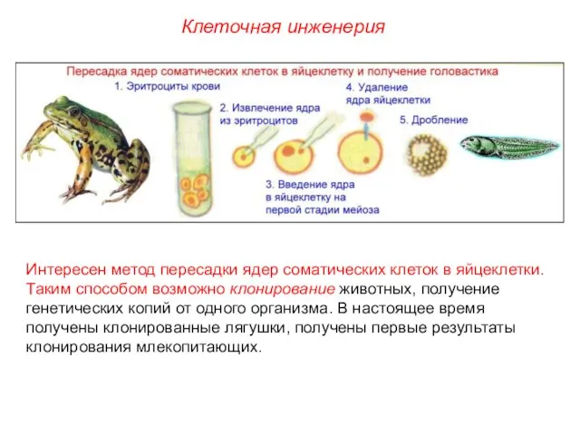 Интересен метод пересадки ядер соматических клеток в яйцеклетки. Таким способом возможно клонирование