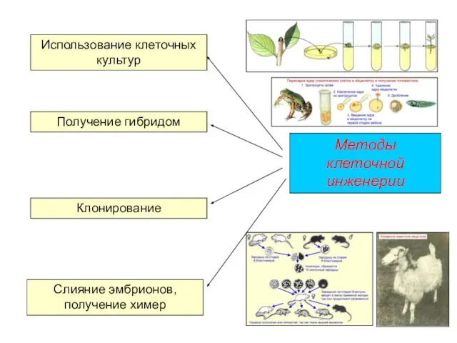 Методы клеточной инженерии Использование клеточных культур Получение гибридом Клонирование Слияние эмбрионов, получение химер