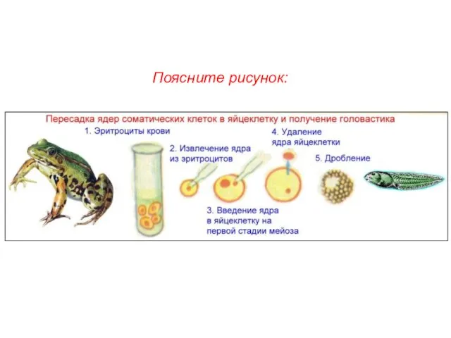 Поясните рисунок: