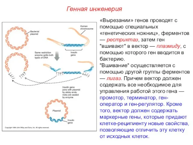 «Вырезании» генов проводят с помощью специальных «генетических ножниц», ферментов — рестриктаз, затем