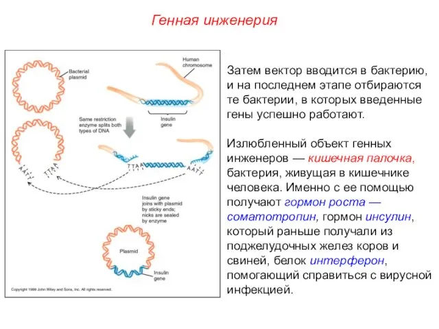 Затем вектор вводится в бактерию, и на последнем этапе отбираются те бактерии,