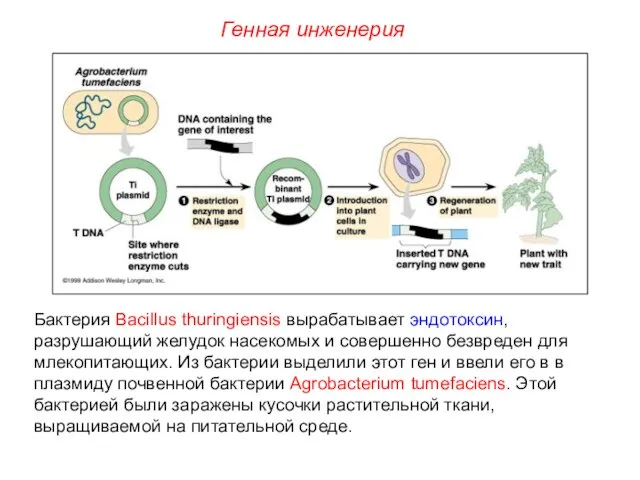 Бактерия Bacillus thuringiensis вырабатывает эндотоксин, разрушающий желудок насекомых и совершенно безвреден для