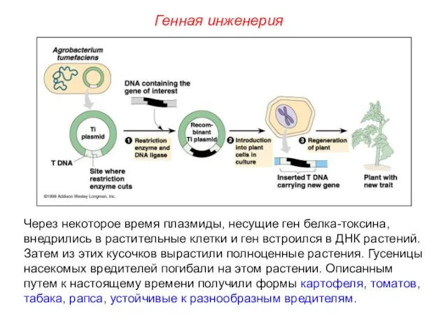 Через некоторое время плазмиды, несущие ген белка-токсина, внедрились в растительные клетки и