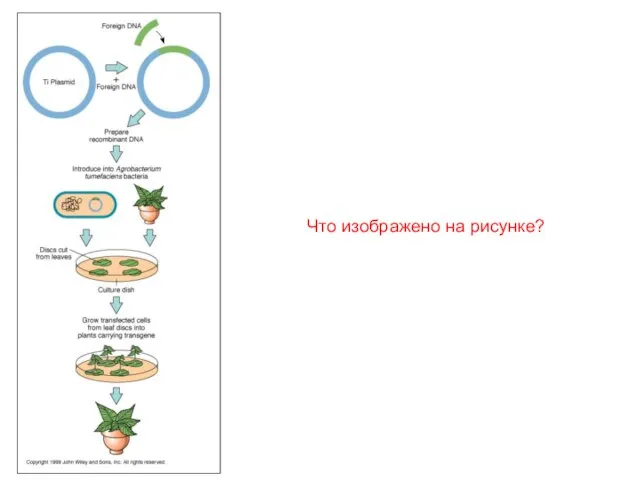 Что изображено на рисунке?