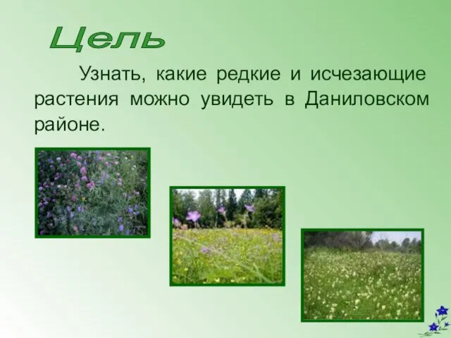 Узнать, какие редкие и исчезающие растения можно увидеть в Даниловском районе. Цель