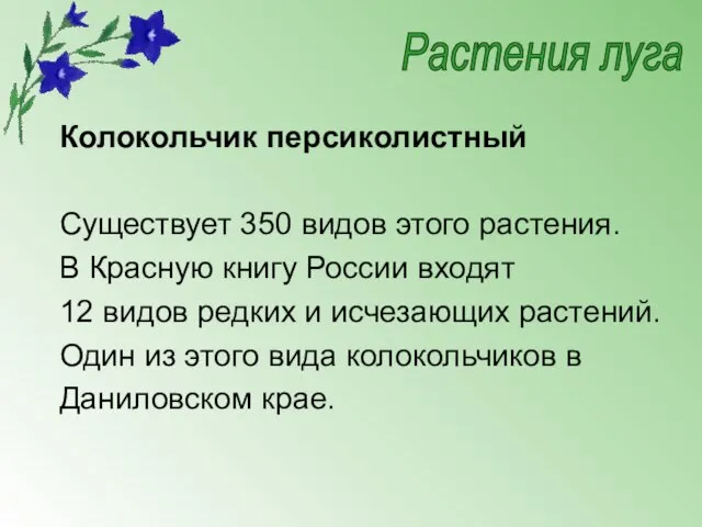 Колокольчик персиколистный Существует 350 видов этого растения. В Красную книгу России входят