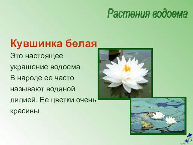 Кувшинка белая Это настоящее украшение водоема. В народе ее часто называют водяной