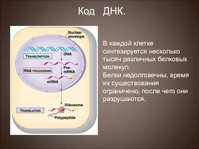 В каждой клетке синтезируется несколько тысяч различных белковых молекул. Белки недолговечны, время