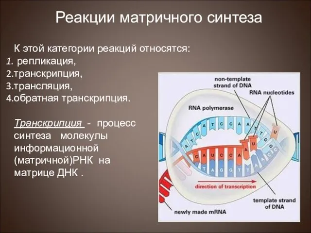 К этой категории реакций относятся: репликация, транскрипция, трансляция, обратная транскрипция. Транскрипция -