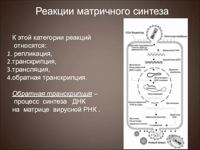 К этой категории реакций относятся: репликация, транскрипция, трансляция, обратная транскрипция. Обратная транскрипция