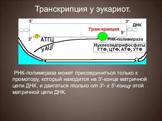 РНК-полимераза может присоединиться только к промотору, который находится на 3'-конце матричной цепи