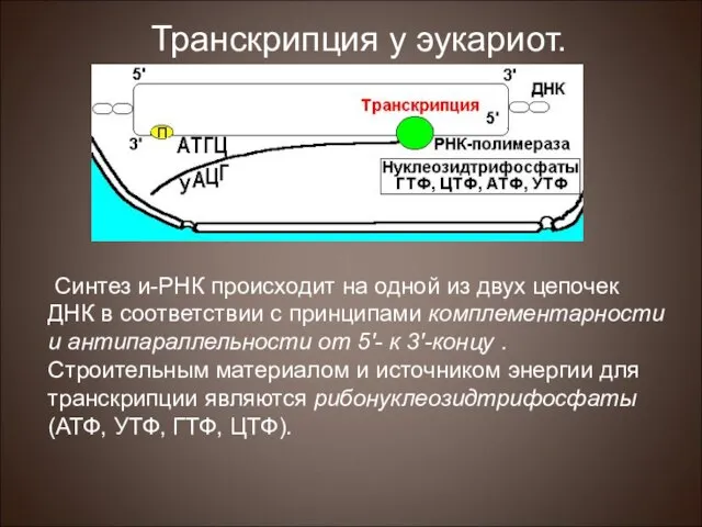 Синтез и-РНК происходит на одной из двух цепочек ДНК в соответствии с