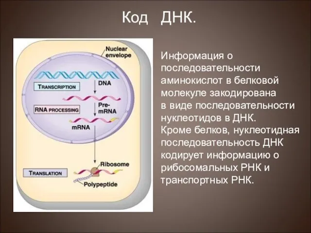 Информация о последовательности аминокислот в белковой молекуле закодирована в виде последовательности нуклеотидов