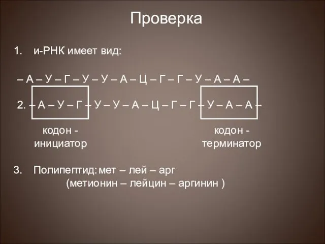 Проверка и-РНК имеет вид: – А – У – Г – У