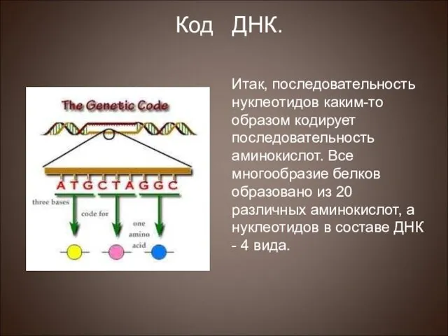 Итак, последовательность нуклеотидов каким-то образом кодирует последовательность аминокислот. Все многообразие белков образовано