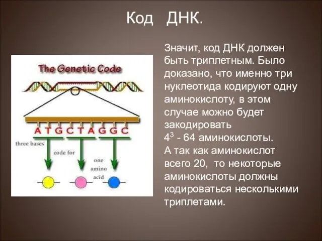 Значит, код ДНК должен быть триплетным. Было доказано, что именно три нуклеотида