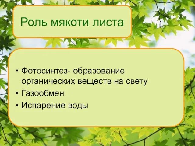 Роль мякоти листа Фотосинтез- образование органических веществ на свету Газообмен Испарение воды