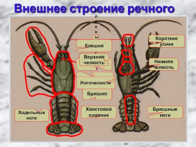 Внешнее строение речного рака Головогрудь Брюшко Хвостовой плавник Ходильные ноги Брюшные ноги