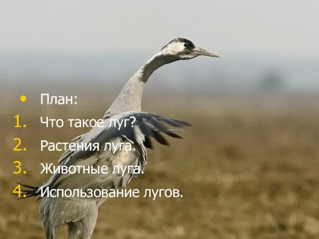 План: Что такое луг? Растения луга. Животные луга. Использование лугов.