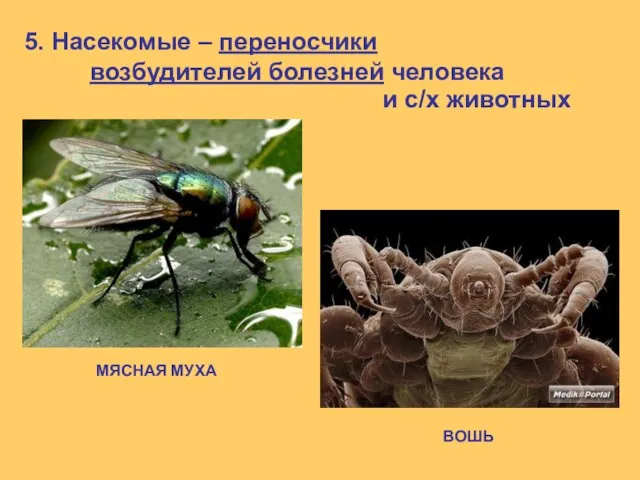 5. Насекомые – переносчики возбудителей болезней человека и с/х животных ВОШЬ МЯСНАЯ МУХА