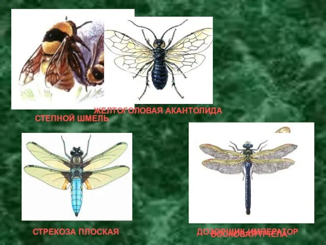 ВОСКОВАЯ ПЧЕЛА СТЕПНОЙ ШМЕЛЬ ЖЕЛТОГОЛОВАЯ АКАНТОЛИДА ДОЗОРЩИК-ИМПЕРАТОР СТРЕКОЗА ПЛОСКАЯ