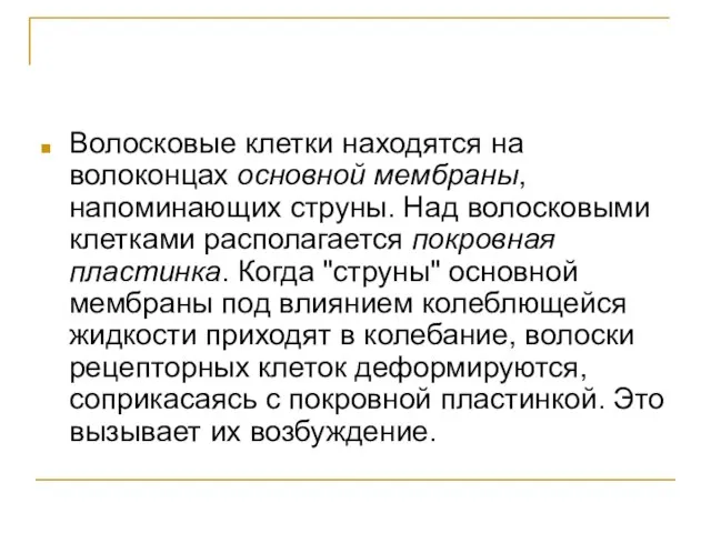 Волосковые клетки находятся на волоконцах основной мембраны, напоминающих струны. Над волосковыми клетками