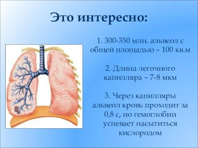 1. 300-350 млн. альвеол с общей площадью – 100 кв.м 2. Длина