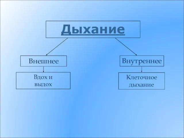 Дыхание Внутреннее Внешнее Вдох и выдох Клеточное дыхание