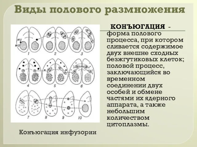 Виды полового размножения КОНЪЮГАЦИЯ - форма полового процесса, при котором сливается содержимое