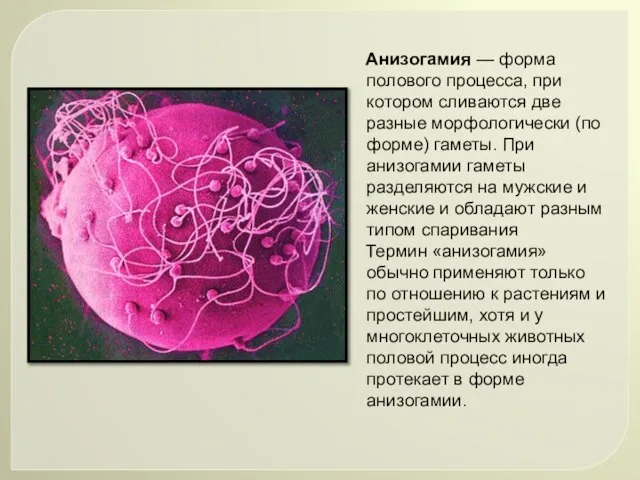 Анизогамия — форма полового процесса, при котором сливаются две разные морфологически (по