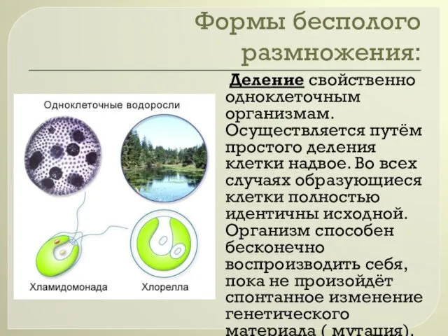 Формы бесполого размножения: Деление свойственно одноклеточным организмам. Осуществляется путём простого деления клетки