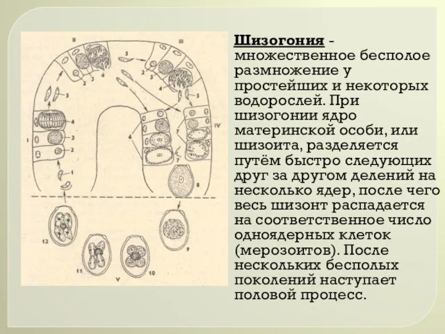 Шизогония - множественное бесполое размножение у простейших и некоторых водорослей. При шизогонии