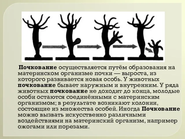 Почкование осуществляется путём образования на материнском организме почки — выроста, из которого