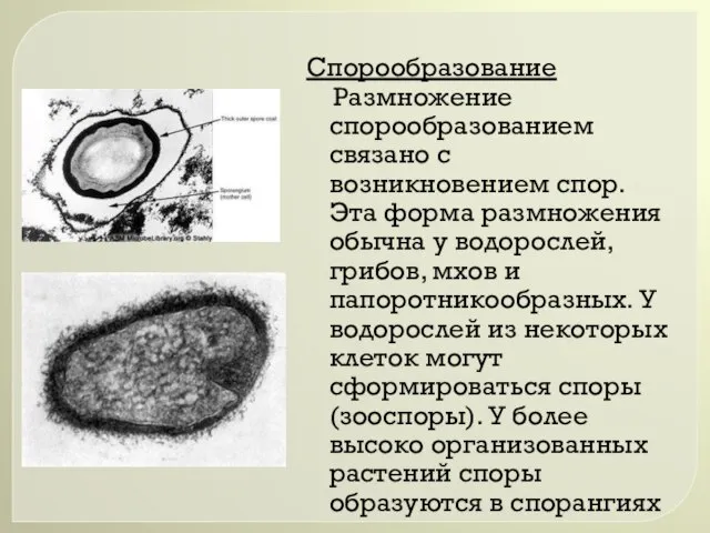 Спорообразование Размножение спорообразованием связано с возникновением спор. Эта форма размножения обычна у