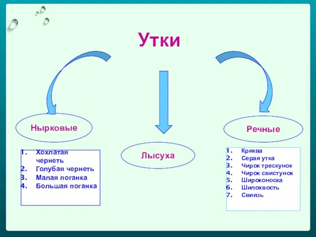 1 Утки Нырковые Речные Лысуха Кряква Серая утка Чирок трескунок Чирок свистунок