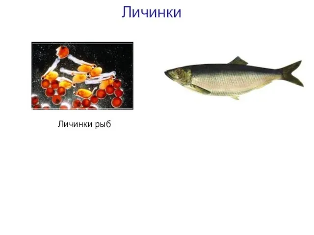 Личинки Личинки рыб