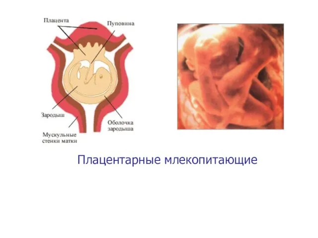 Плацентарные млекопитающие