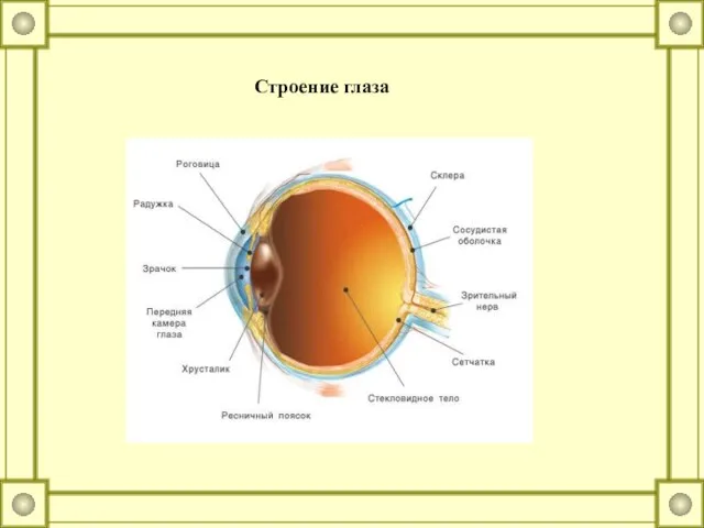 Строение глаза