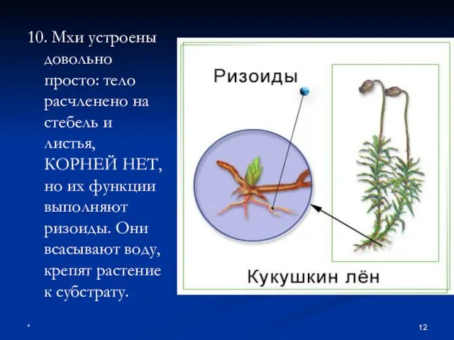 * 10. Мхи устроены довольно просто: тело расчленено на стебель и листья,