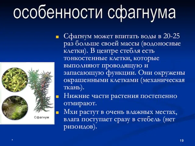 * Сфагнум может впитать воды в 20-25 раз больше своей массы (водоносные