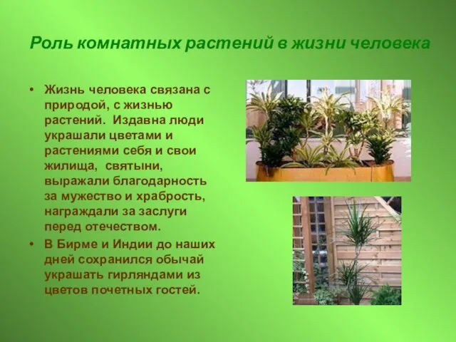 Роль комнатных растений в жизни человека Жизнь человека связана с природой, с
