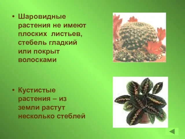 Шаровидные растения не имеют плоских листьев, стебель гладкий или покрыт волосками Кустистые