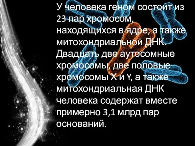 У человека геном состоит из 23 пар хромосом, находящихся в ядре, а