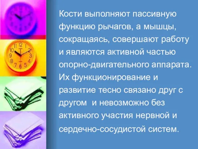 Кости выполняют пассивную функцию рычагов, а мышцы, сокращаясь, совершают работу и являются