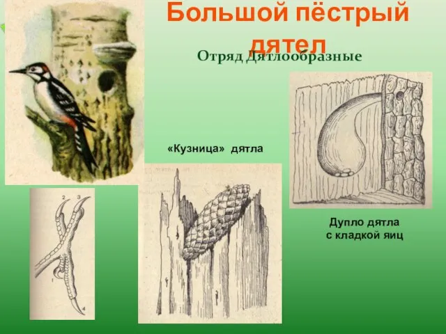 Большой пёстрый дятел Отряд Дятлообразные «Кузница» дятла Дупло дятла с кладкой яиц