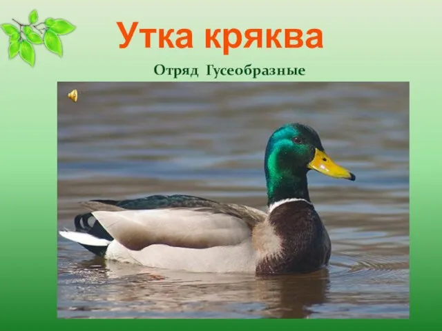 Утка кряква Отряд Гусеобразные